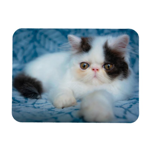 Íman Bebês Mais Pobres | Black & White Kitten (Horizontal)