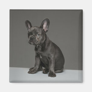 Íman Bebês Mais Pobres Bolha Azul Frente