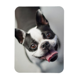 Íman Bebês Mais Pobres Boston Buldog Smile