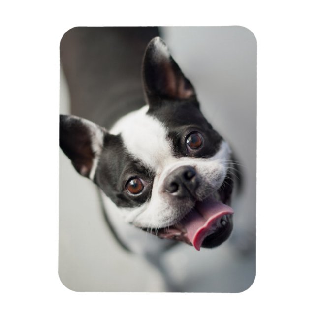 Íman Bebês Mais Pobres | Boston Buldog Smile (Vertical)