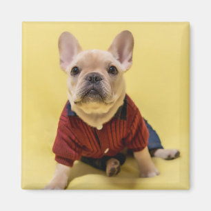 Íman Bebês Mais Pobres Buldogue francês vestido