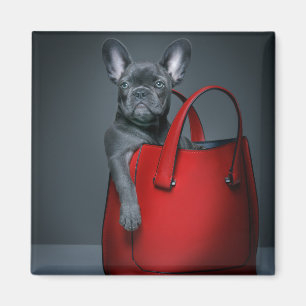Íman Bebês Mais Pobres Bulldog Francês no Handbag