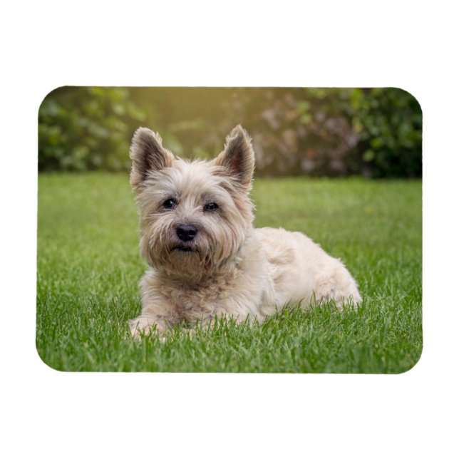 Íman Bebês Mais Pobres | Cairn Terrier Dog (Horizontal)