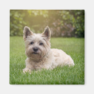Íman Bebês Mais Pobres   Cairn Terrier Dog