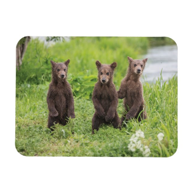 Íman Bebês Mais Pobres | Camchatka Brown Bear Cubs (Horizontal)