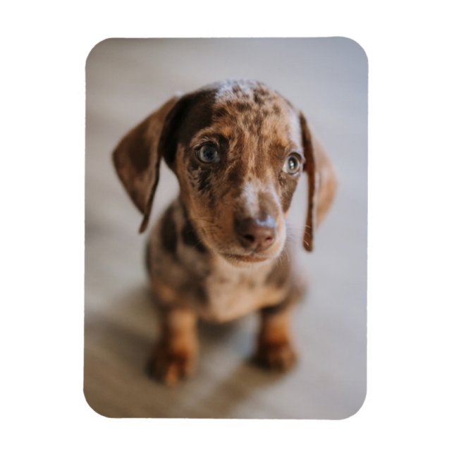 Íman Bebês Mais Pobres | Castanho Dachshund Puppy (Vertical)