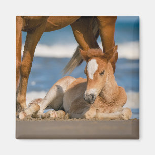 Íman Bebês Mais Pobres   Cavalo selvagem de Corolla rec