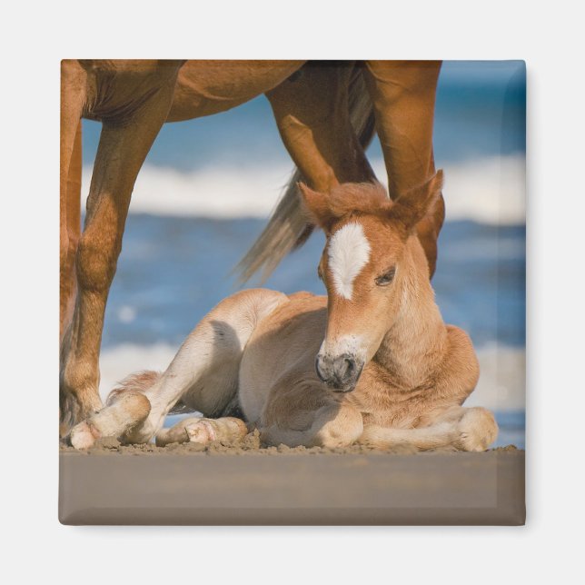 Íman Bebês Mais Pobres | Cavalo selvagem de Corolla rec (Frente)