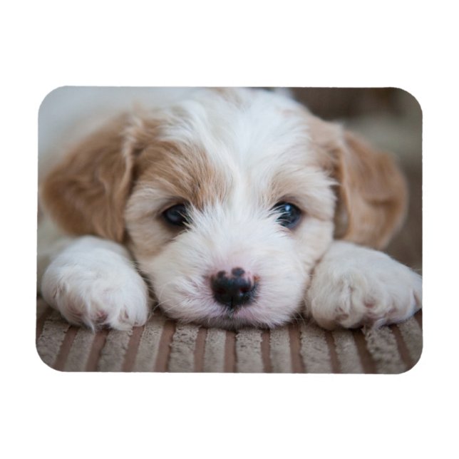 Íman Bebês Mais Pobres | Cavashon Puppy (Horizontal)