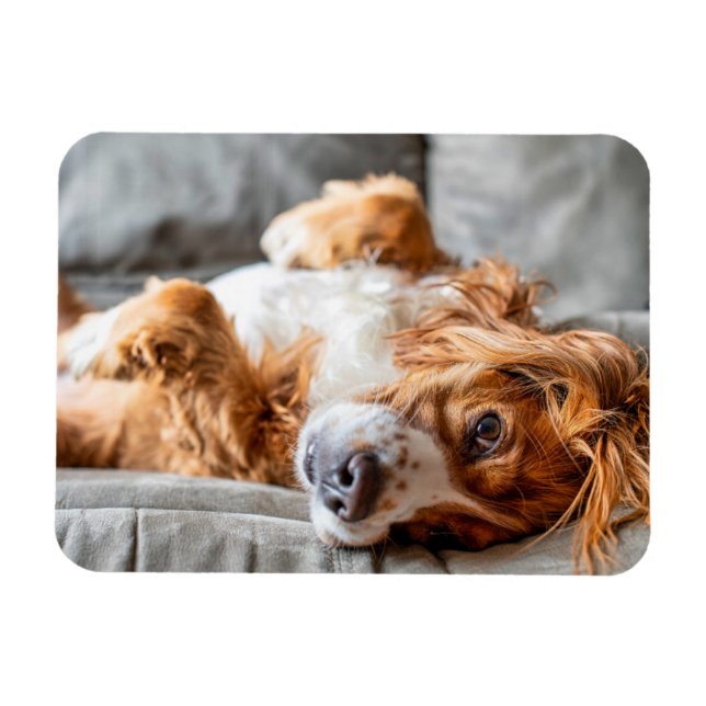 Íman Bebês Mais Pobres | Cocker Spaniel (Horizontal)
