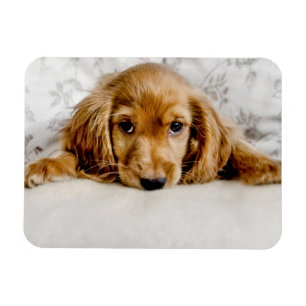 Íman Bebês Mais Pobres Cocker Spaniel Puppy