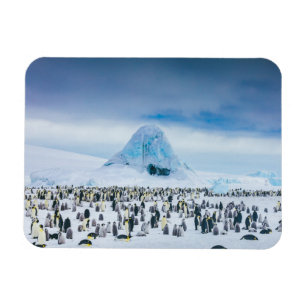 Íman Bebês Mais Pobres Colônia de Imperador Penguin