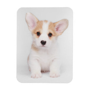 Íman Bebês Mais Pobres   Corgi Branco