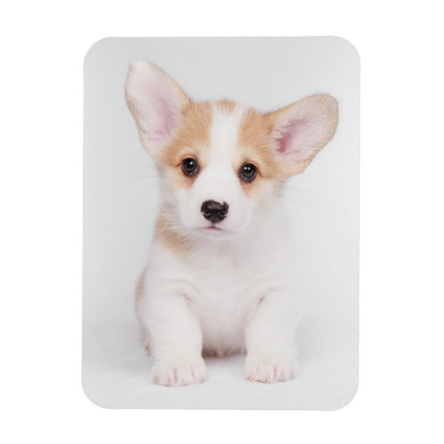 Íman Bebês Mais Pobres | Corgi Branco (Vertical)