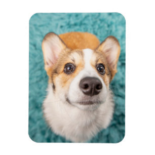 Íman Bebês Mais Pobres Corgi Doce Face Puppy