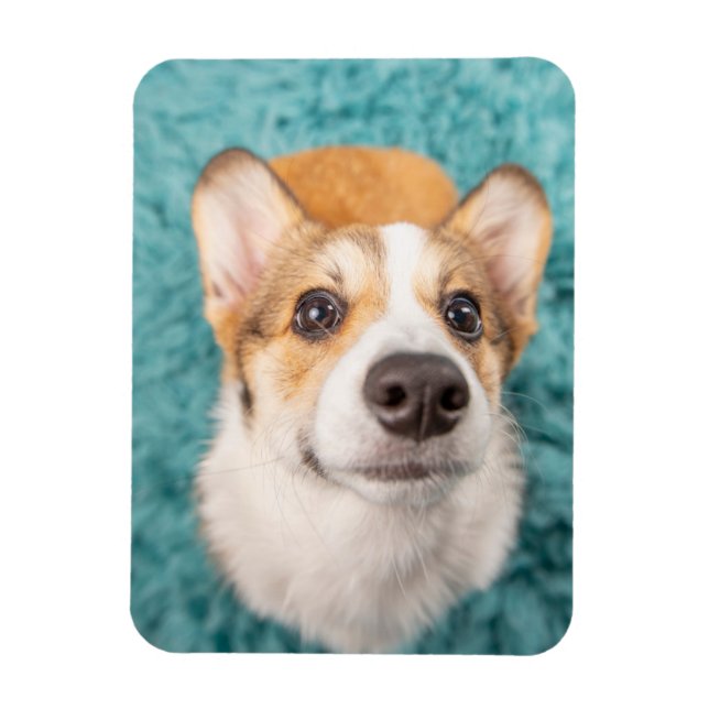 Íman Bebês Mais Pobres | Corgi Doce Face Puppy (Vertical)