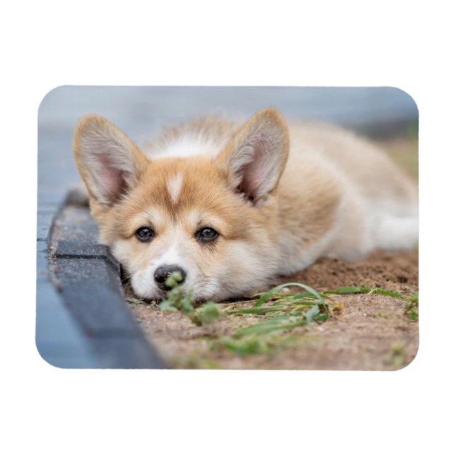Íman Bebês Mais Pobres | Corgi Lay in the Yard (Horizontal)