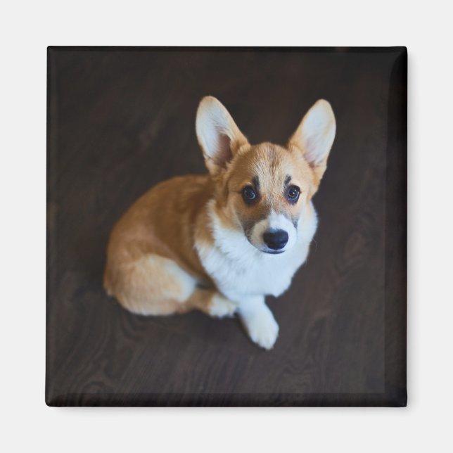 Íman Bebês Mais Pobres | Corgi Procurando (Frente)