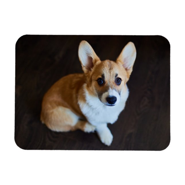 Íman Bebês Mais Pobres | Corgi Procurando (Horizontal)