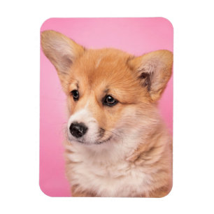 Íman Bebês Mais Pobres   Corgi Puppy a rosa