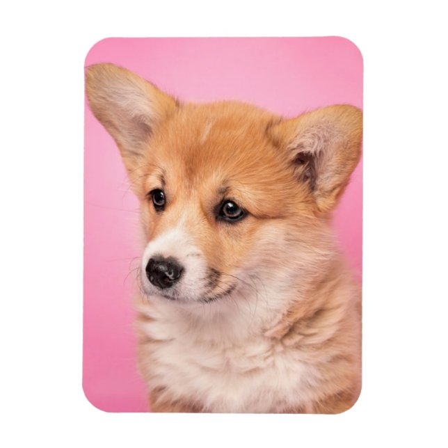 Íman Bebês Mais Pobres | Corgi Puppy a rosa (Vertical)