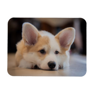 Íman Bebês Mais Pobres   Corgi-Puppy com sono