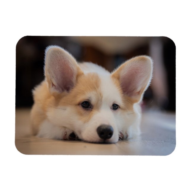 Íman Bebês Mais Pobres | Corgi-Puppy com sono (Horizontal)