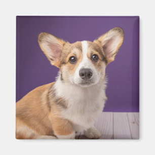 Íman Bebês Mais Pobres   Corgi Puppy em roxo