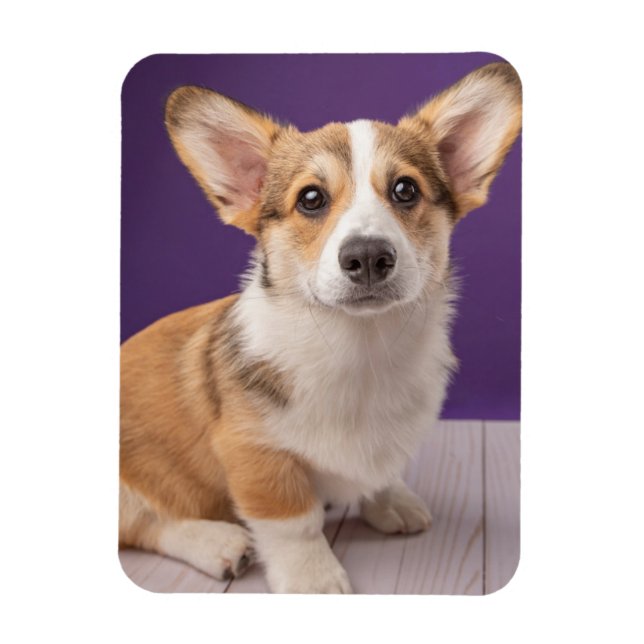 Íman Bebês Mais Pobres | Corgi Puppy em roxo (Vertical)