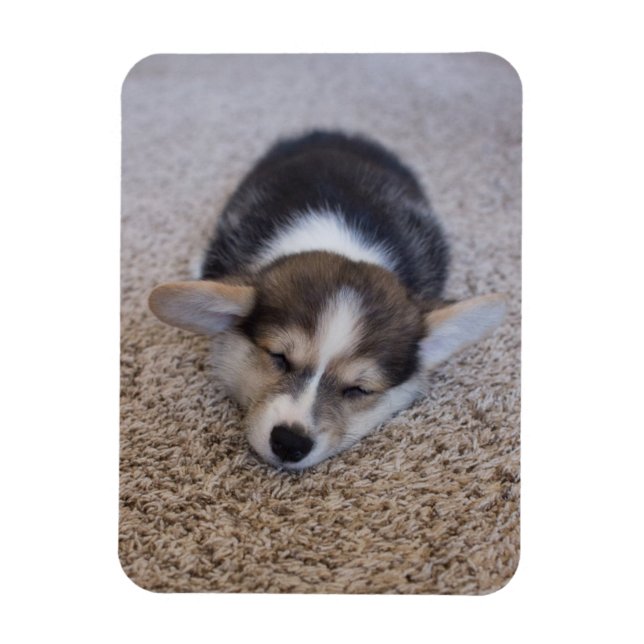 Íman Bebês Mais Pobres | Corgi Puppy em Shag Rug (Vertical)