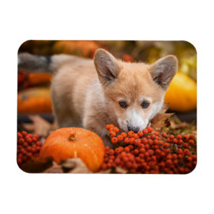 Íman Bebês Mais Pobres Corgi Puppy no outono