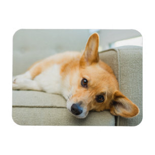 Íman Bebês Mais Pobres   Corgi Puppy no sofá