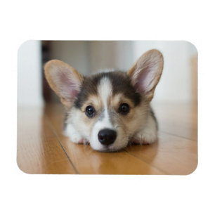 Íman Bebês Mais Pobres Corgi Puppy Olhando
