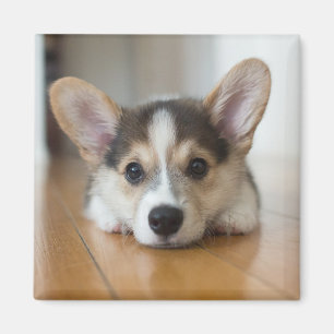 Íman Bebês Mais Pobres Corgi Puppy Olhando