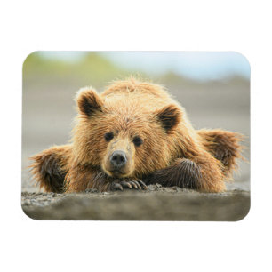 Íman Bebês Mais Pobres Cubo-Urso-Marrom Costeiro