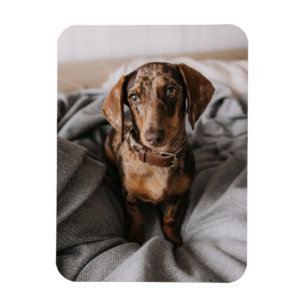 Íman Bebês Mais Pobres   Dachshund De Chocolate