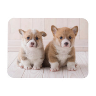 Íman Bebês Mais Pobres   Dois Bebês De Corgão
