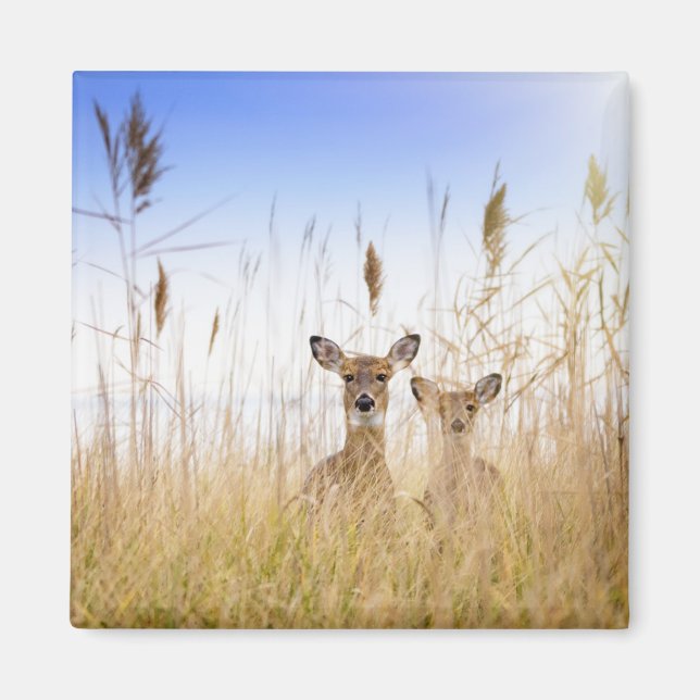 Íman Bebês Mais Pobres | Dois Jovens Veados Brancos (Frente)