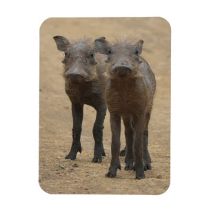 Íman Bebês Mais Pobres Dois Jovens Warthogs