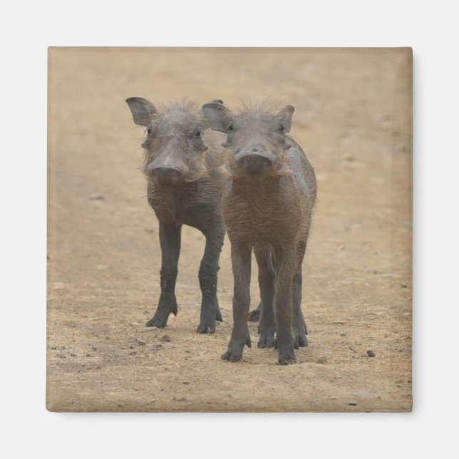 Íman Bebês Mais Pobres | Dois Jovens Warthogs (Frente)
