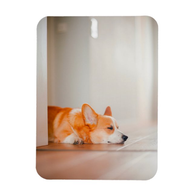 Íman Bebês Mais Pobres | Dormência De Corgi (Vertical)