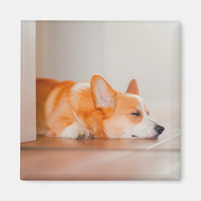 Íman Bebês Mais Pobres | Dormência De Corgi (Frente)
