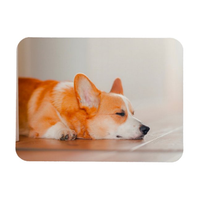 Íman Bebês Mais Pobres | Dormência De Corgi (Horizontal)