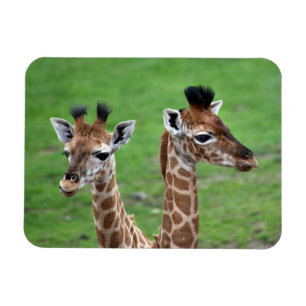 Íman Bebês Mais Pobres   Duas Girafas Bebidas