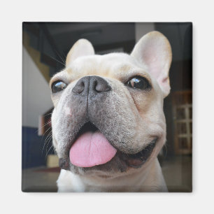 Íman Bebês Mais Pobres   Face de Buldogue Francesa