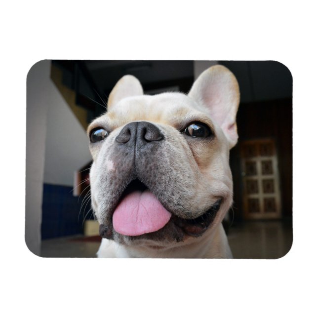 Íman Bebês Mais Pobres | Face de Buldogue Francesa (Horizontal)