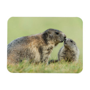 Íman Bebês Mais Pobres   Família Marmot Alpina