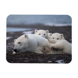 Íman Bebês Mais Pobres Família Polar Bear Alaska