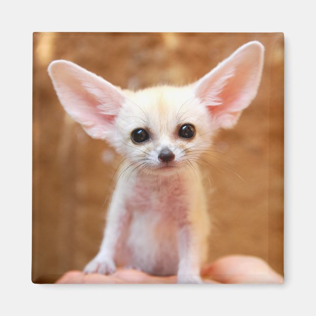 Íman Bebês Mais Pobres | Fennec Fox (Frente)