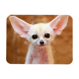 Íman Bebês Mais Pobres Fennec Fox
